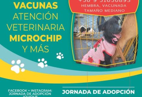 Jornada de adopción 2026