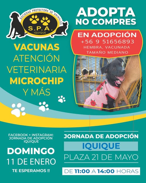 Jornada de adopción 2026