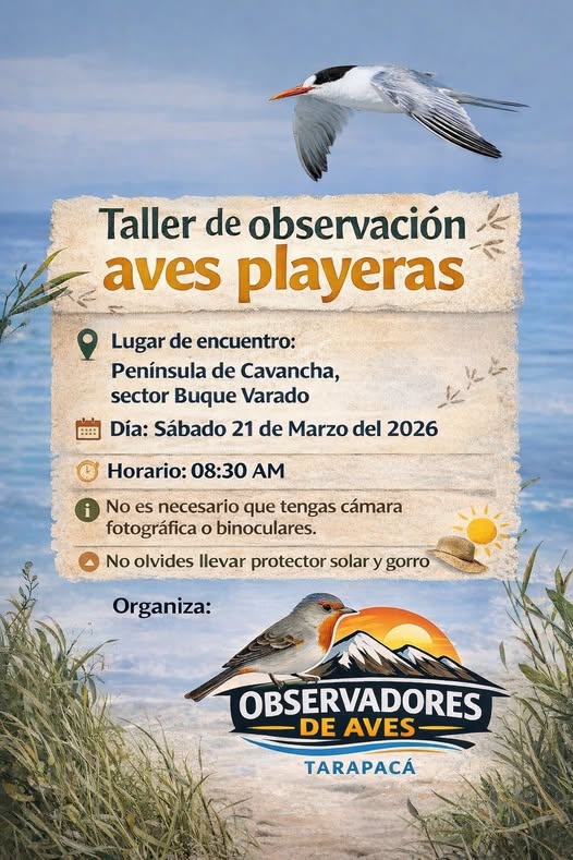 Taller de observación Aves Playeras