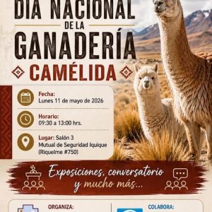 Conmemoración Dia Nacional de la Ganadería Camélida en Tarapacá 2026