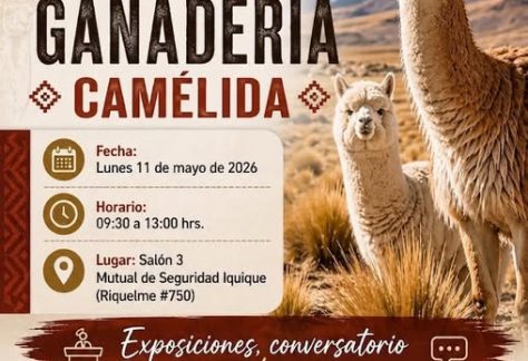 Conmemoración Dia Nacional de la Ganadería Camélida en Tarapacá 2026