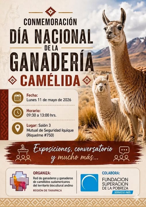 Conmemoración Dia Nacional de la Ganadería Camélida en Tarapacá 2026
