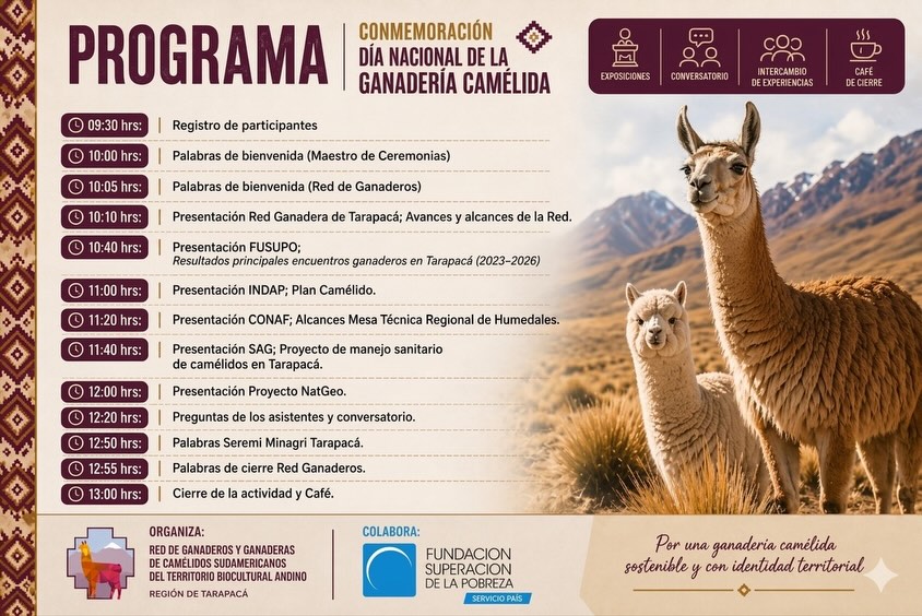 Conmemoración Dia Nacional de la Ganadería Camélida en Tarapacá