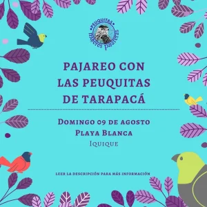 Pajareo con la Peuquitas de Tarapacá