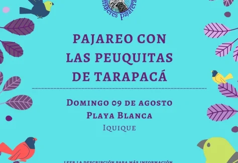 Pajareo con la Peuquitas de Tarapacá